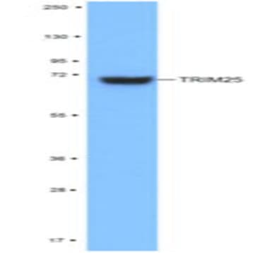 Purified anti-TRIM25 avatar