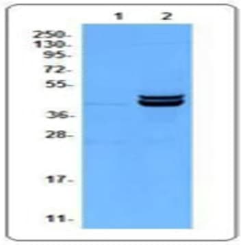 Purified anti-ERK1/2 Phosphorylated (Thr202/Tyr204) avatar