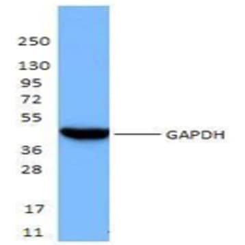 Purified anti-GAPDH avatar