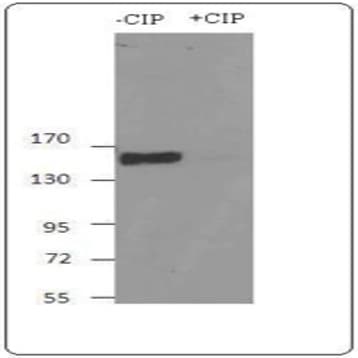 Purified anti-PERK Phospho (Ser713)