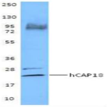 Purified anti-CAP-18 avatar