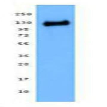 Purified anti-Bcl11b avatar
