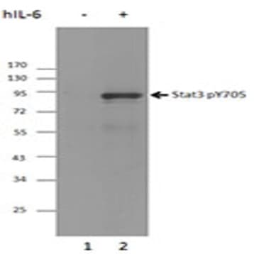 Purified anti-STAT3 Phospho (Tyr705) avatar
