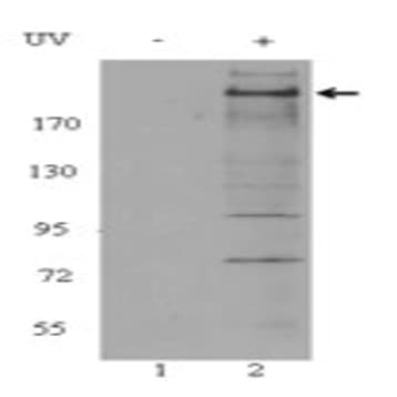 Purified anti-ATM Phospho (Ser1981)