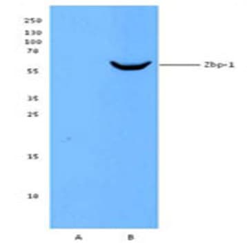 Purified anti-ZBP-1 avatar