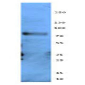 Purified anti-mouse/human Isthmin-1 avatar