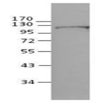 Purified anti-human CD304 avatar