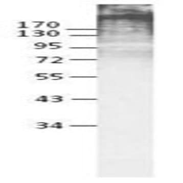 Purified anti-mouse Ki-67 avatar