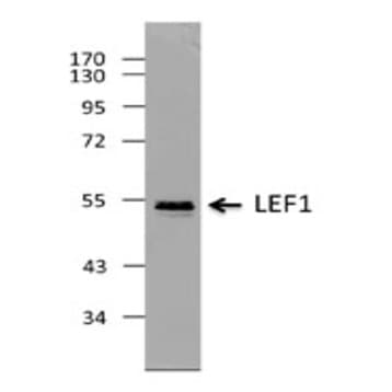 Purified anti-LEF1