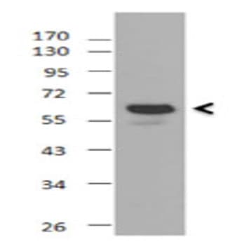 Purified anti-mouse Ikaros avatar