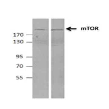 Purified anti-mTOR avatar