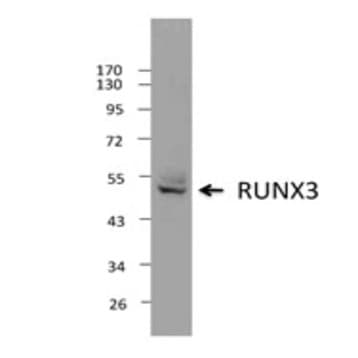 Purified anti-RUNX3 avatar