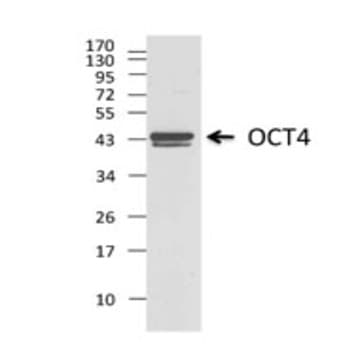 Purified anti-OCT4 (OCT3)