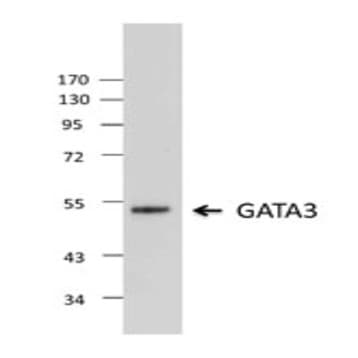 Purified anti-GATA3