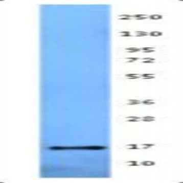 Purified anti-mouse IFN-gamma avatar