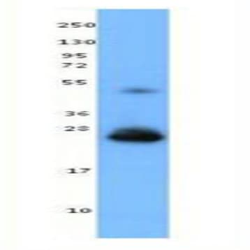 Purified anti-human IFN-beta