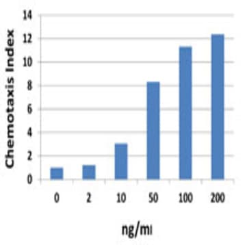 Recombinant Mouse CXCL5 (LIX) (carrier-free) avatar