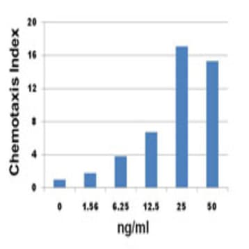 Recombinant Human CXCL2 (Grobeta) (carrier-free) avatar