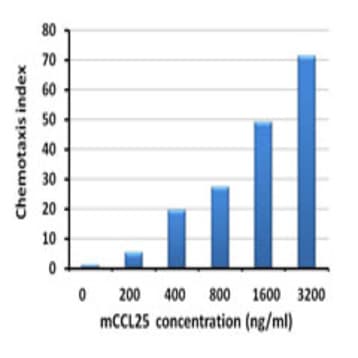 Recombinant Mouse CCL25 (TECK) (carrier-free) avatar