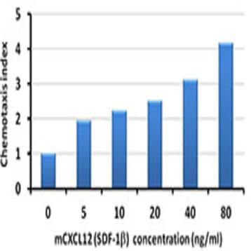 Recombinant Mouse CXCL12 (SDF-1beta) (carrier-free) avatar