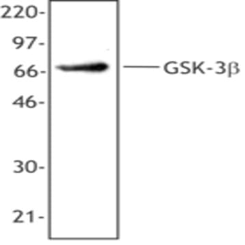 Purified anti-GSK-3beta avatar