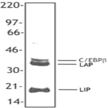 Purified anti-C/EBP beta avatar