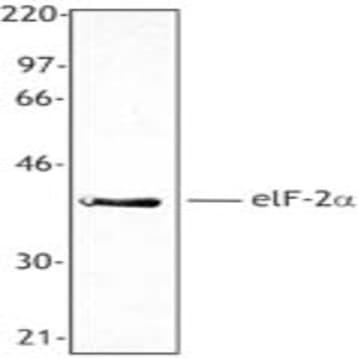 Purified anti-eIF2alpha avatar