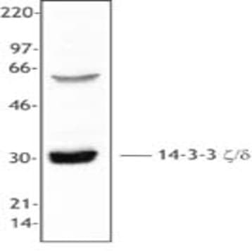 Purified anti-14-3-3 zeta/delta avatar