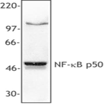 Purified anti-NF-kappaB p50 avatar