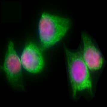 Purified anti-p63 (deltaN)