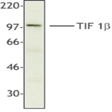 Purified anti-TIF1beta (KAP-1, TRIM28) avatar
