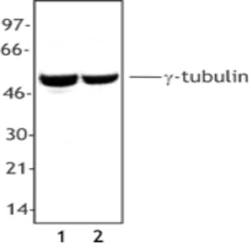 Purified anti-Tubulin-gamma avatar