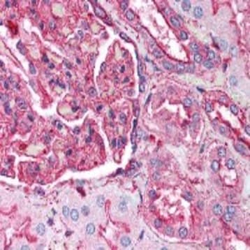 Purified anti-beta-Actin avatar