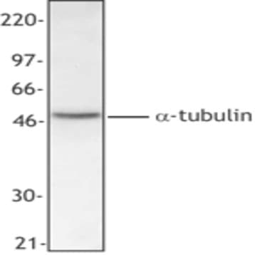 Purified anti-Tubulin-alpha avatar