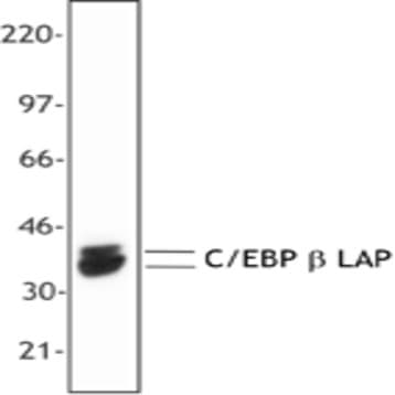 Purified anti-C/EBP beta (2 isoforms C/EBP beta, LAP) avatar