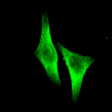 Alexa Fluor(R) 488 anti-Tubulin-alpha avatar