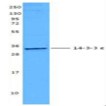 Purified anti-14-3-3 epsilon avatar