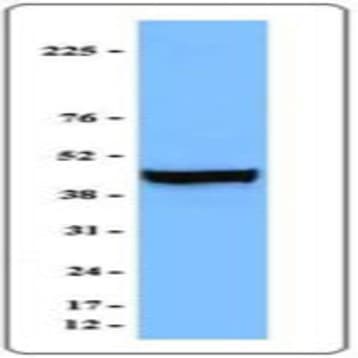 Purified anti-beta-actin avatar