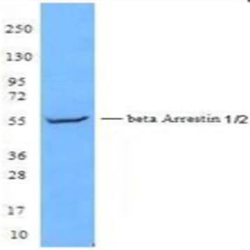 Purified anti-beta-Arrestin-1/2 avatar