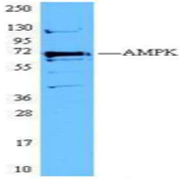 Purified anti-AMPKalpha avatar