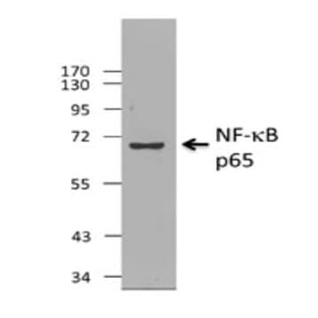 Purified anti-NF-kappaB p65 avatar