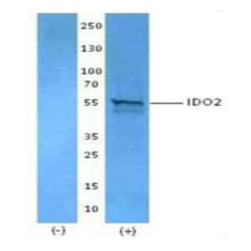 Purified anti-IDO2