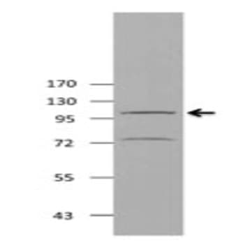 Purified anti-AGO2 (EIF2C2) avatar