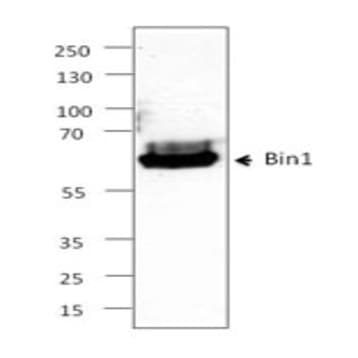Purified anti-Bin1 avatar