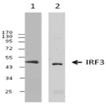 Purified anti-IRF3