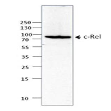 Purified anti-c-REL