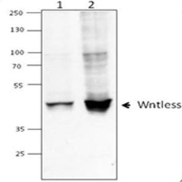 Purified anti-Wntless (GPR177)