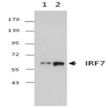 Purified anti-IRF7