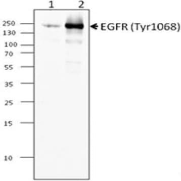 Purified anti-EGFR Phosphorylated (Tyr1068) avatar