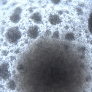 Human vericyte® NK cells